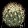 Echinomastus_durangensis_1